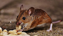 24 Hour & Emergency Exterminators in Saint Mary Of The Woods, IN